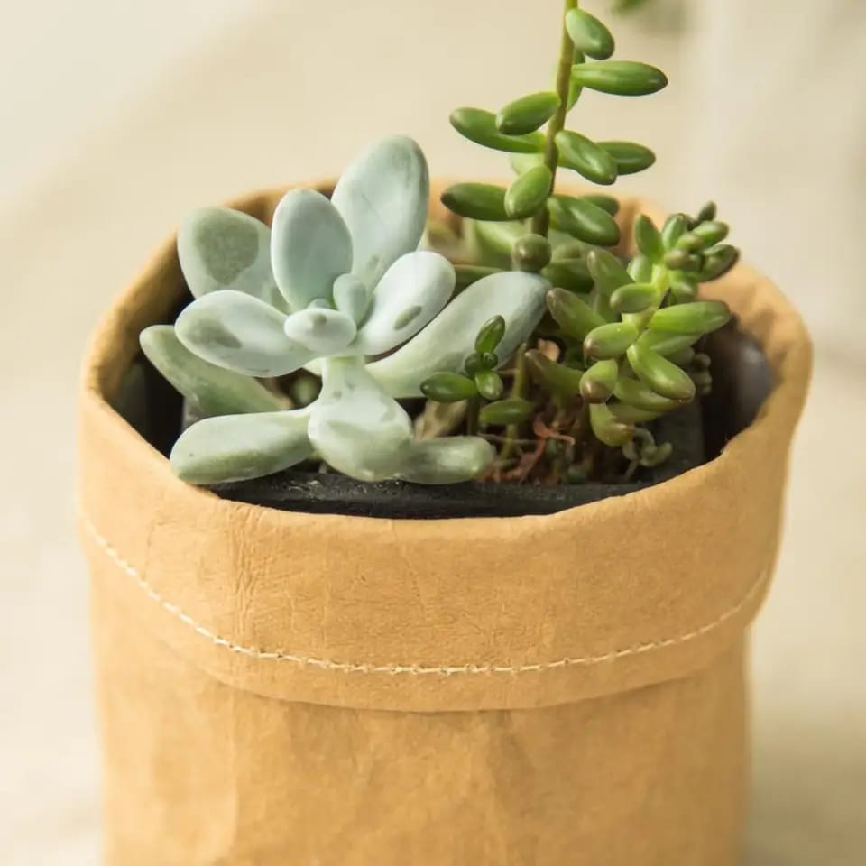 kraft paper planter for indoor use.