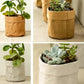 kraft paper planter for indoor use.
